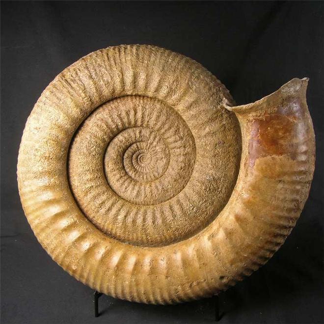 UK fossils including British ammonites Fossils Direct