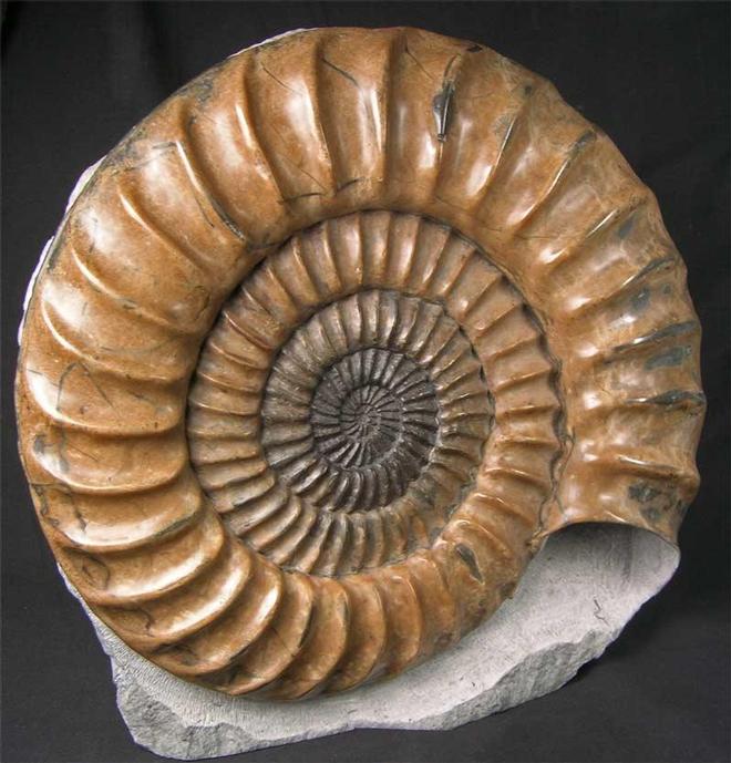 UK fossils including British ammonites Fossils Direct