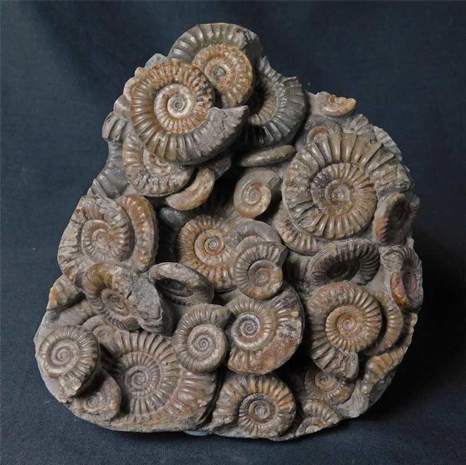 UK fossils including British ammonites Fossils Direct
