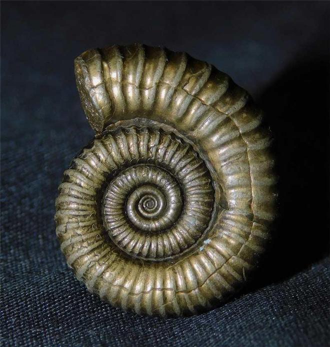 UK fossils including British ammonites Fossils Direct