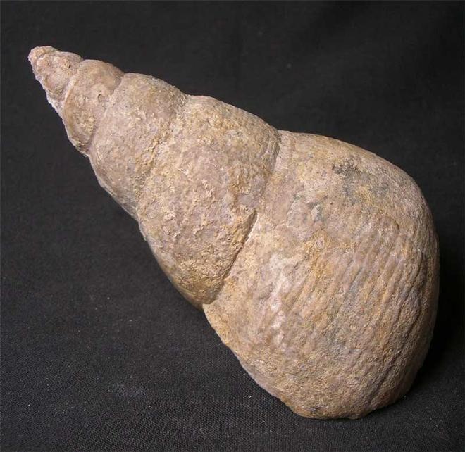 UK fossils including British ammonites Fossils Direct