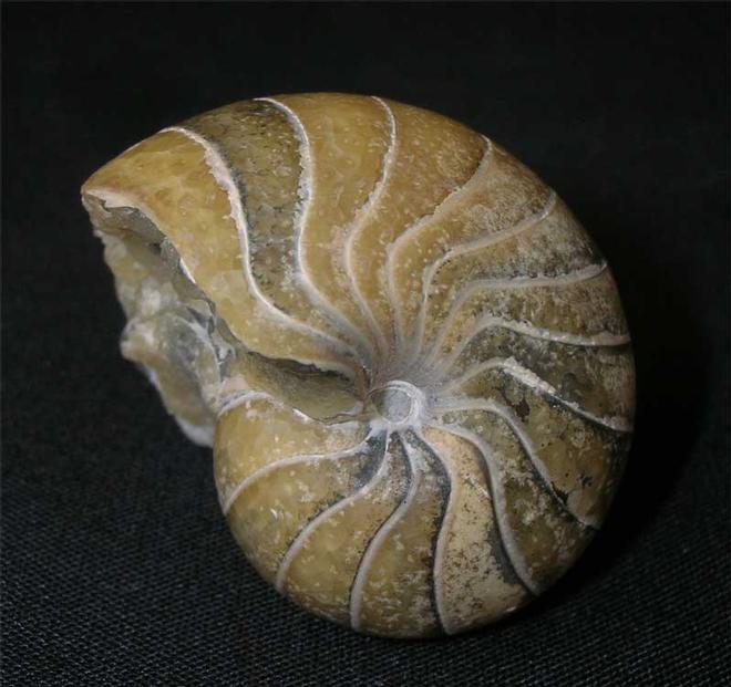 UK fossils including British ammonites Fossils Direct