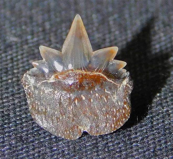 UK fossils including British ammonites - Fossils Direct