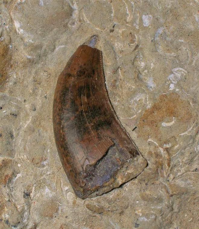 UK fossils including British ammonites Fossils Direct