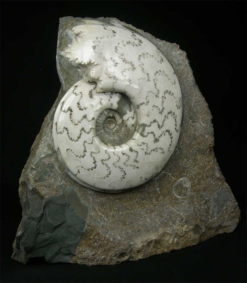 UK fossils including British ammonites Fossils Direct