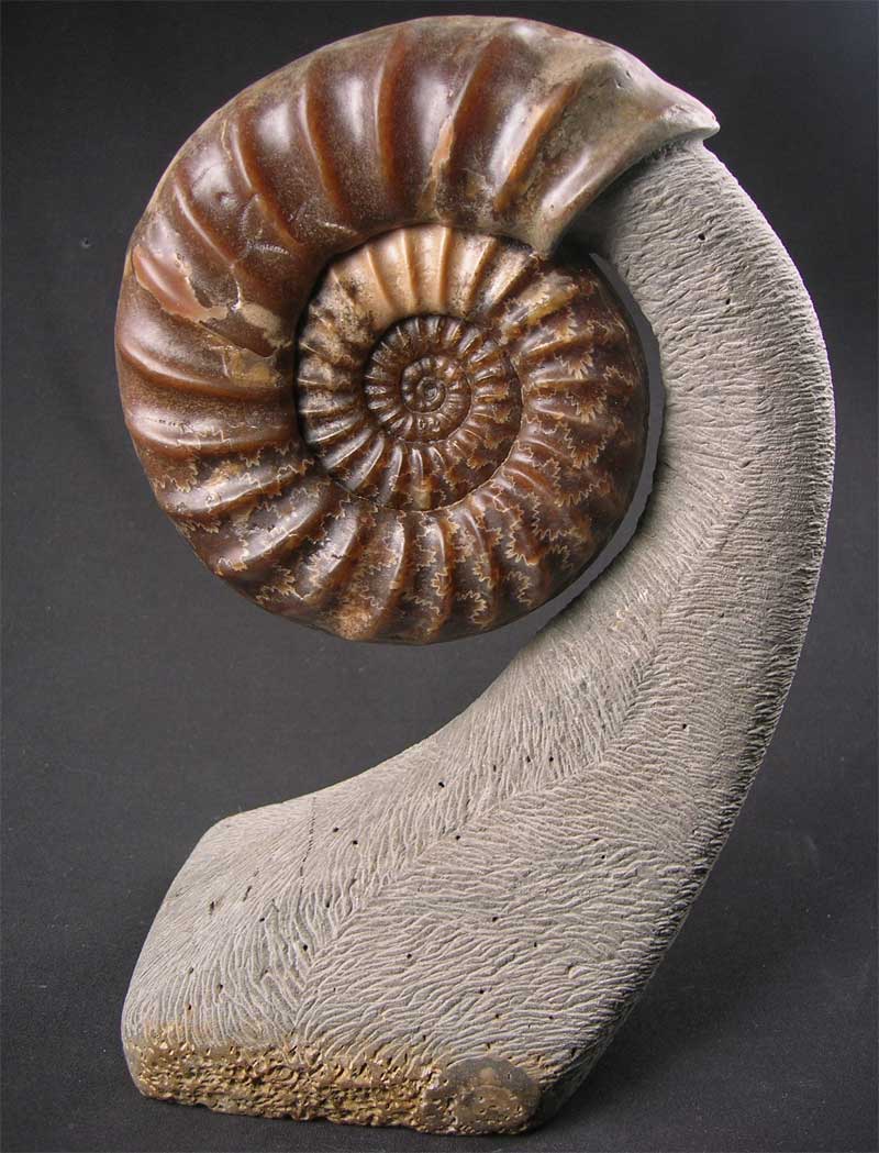 UK fossils including British ammonites Fossils Direct