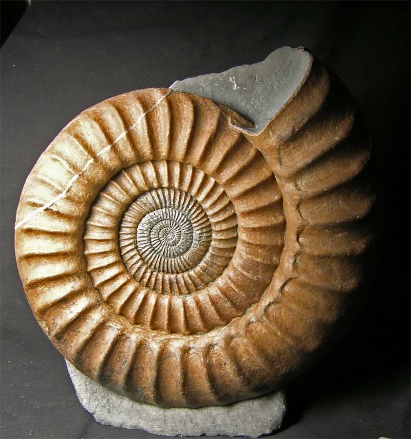 UK fossils including British ammonites Fossils Direct