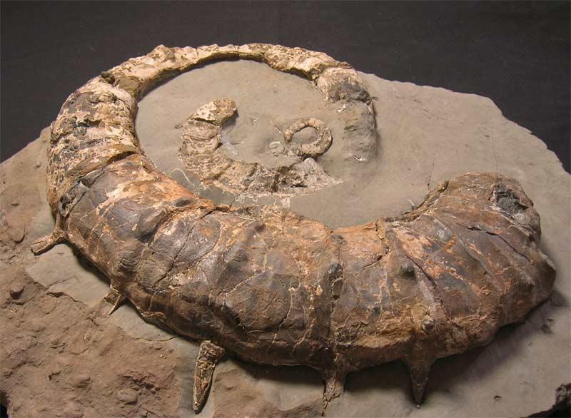UK fossils including British ammonites Fossils Direct