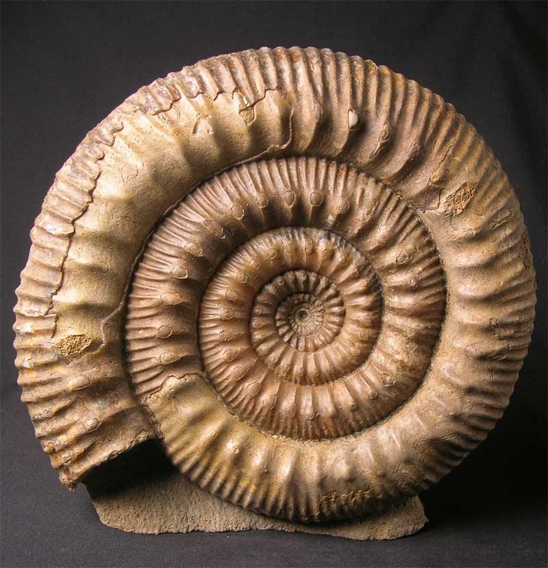 UK fossils including British ammonites Fossils Direct