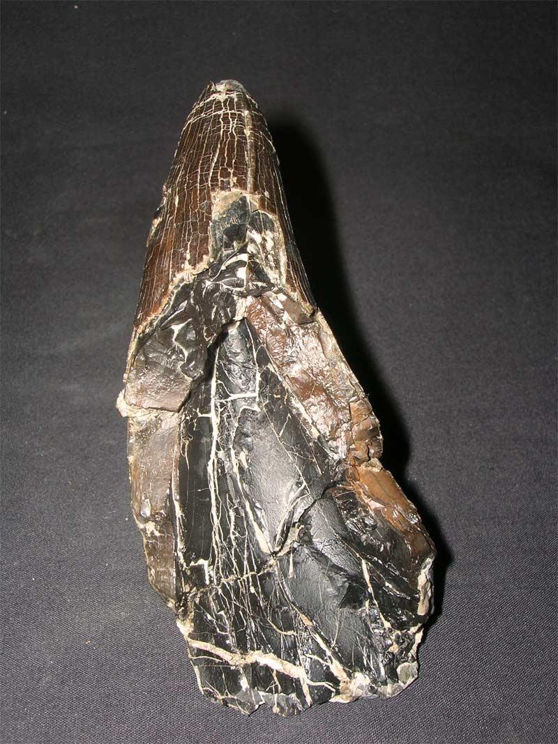 UK fossils including British ammonites Fossils Direct