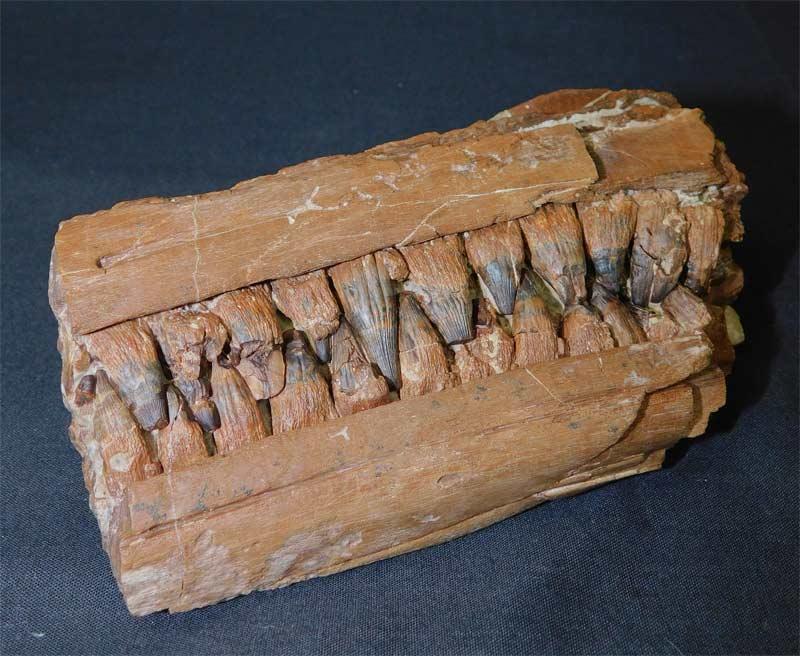 UK fossils including British ammonites Fossils Direct