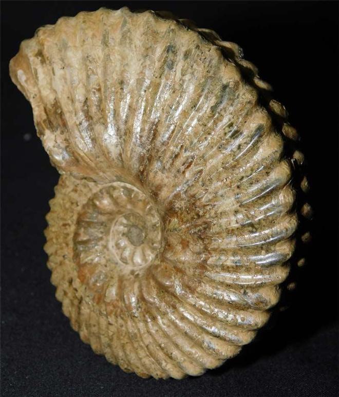 UK fossils including British ammonites Fossils Direct