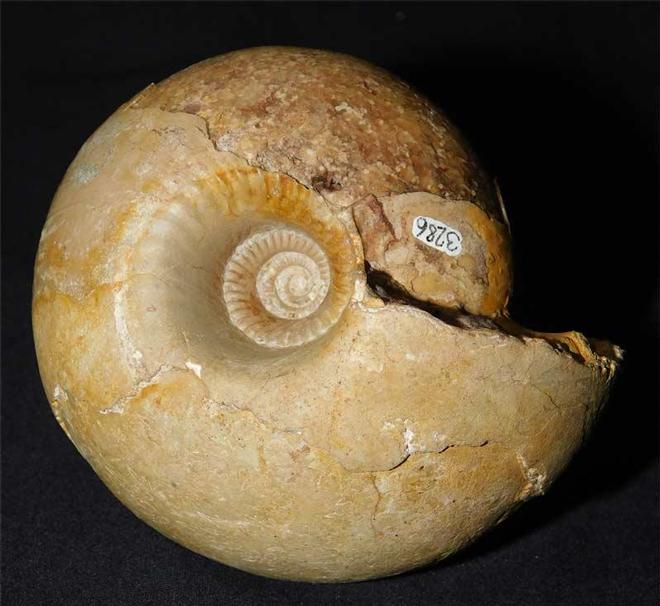 UK fossils including British ammonites Fossils Direct