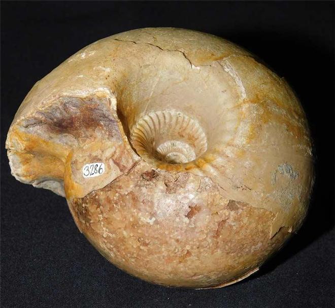 UK fossils including British ammonites Fossils Direct
