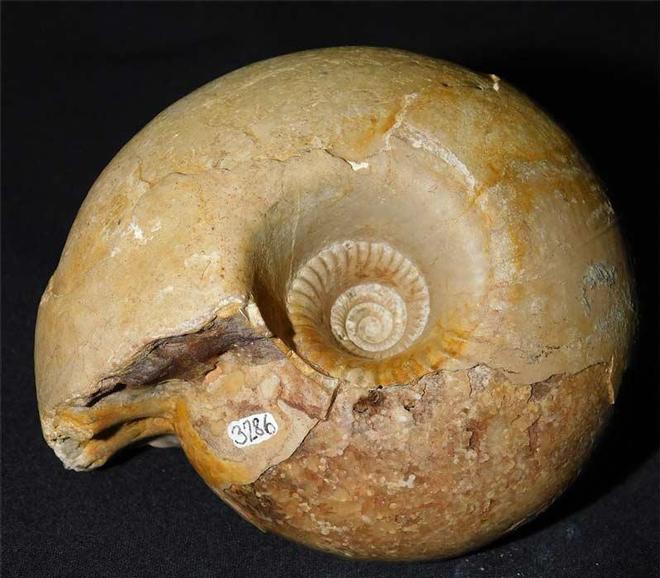 UK fossils including British ammonites Fossils Direct