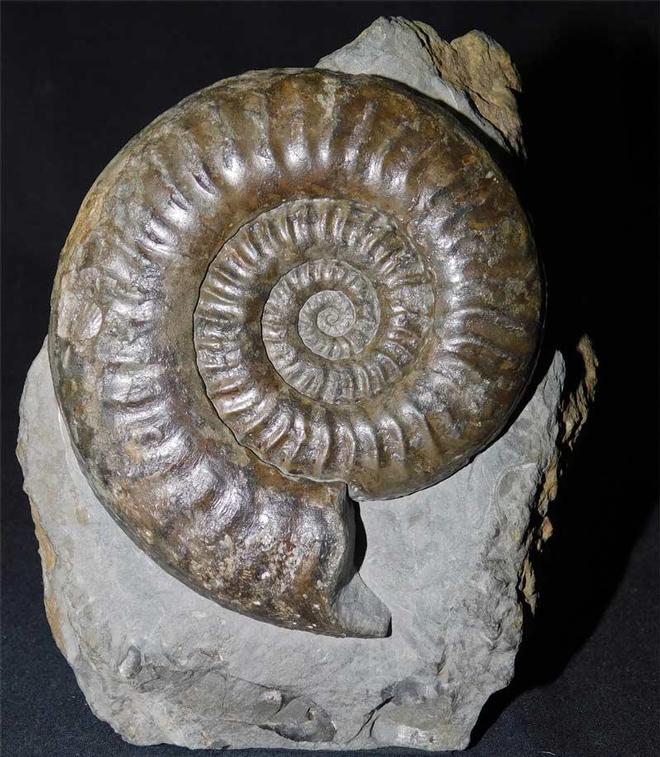 UK fossils including British ammonites Fossils Direct