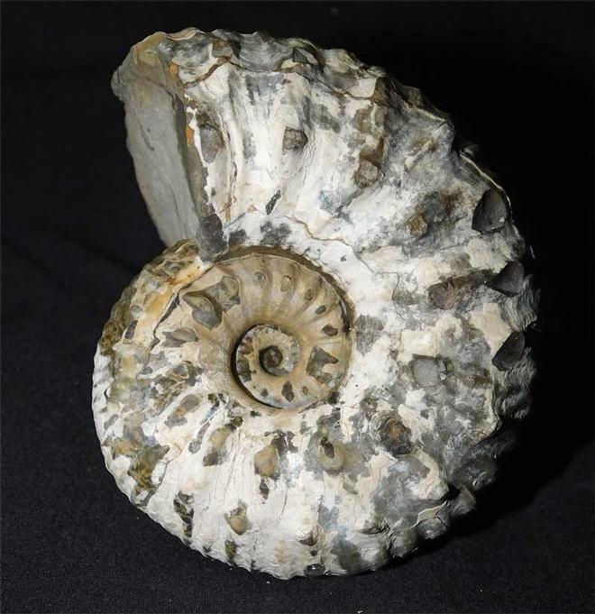 UK fossils including British ammonites Fossils Direct
