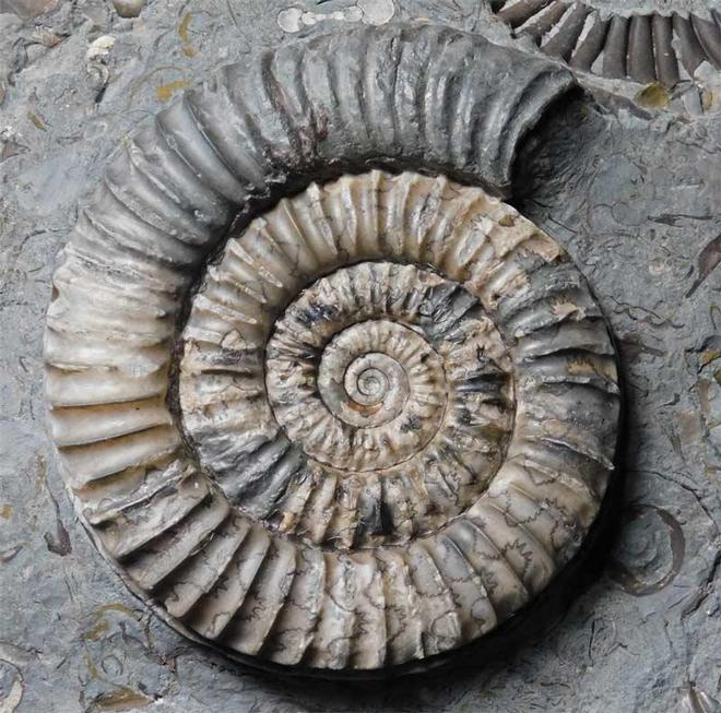 UK fossils including British ammonites Fossils Direct