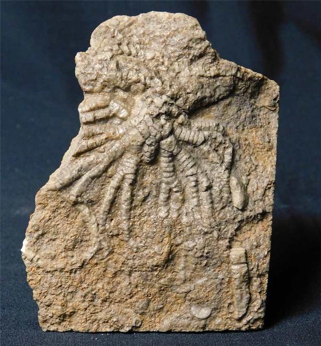 UK fossils including British ammonites Fossils Direct