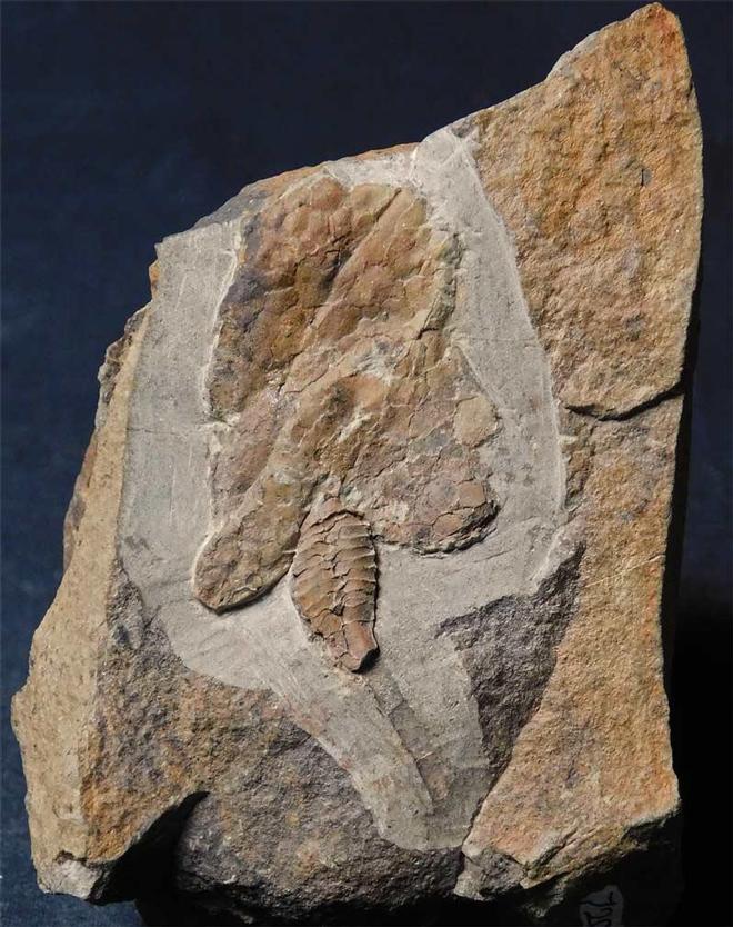 UK fossils including British ammonites Fossils Direct