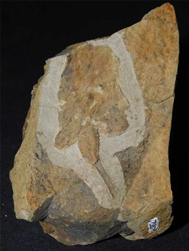 UK fossils including British ammonites Fossils Direct