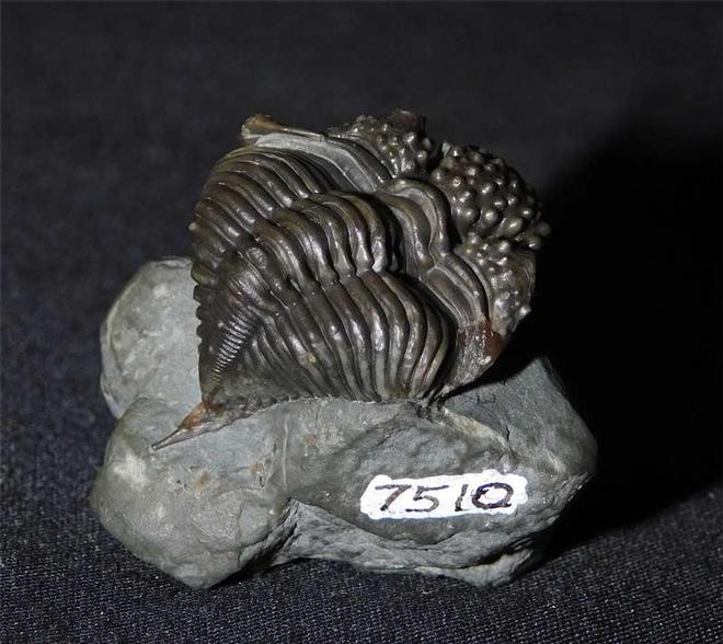 UK fossils including British ammonites Fossils Direct