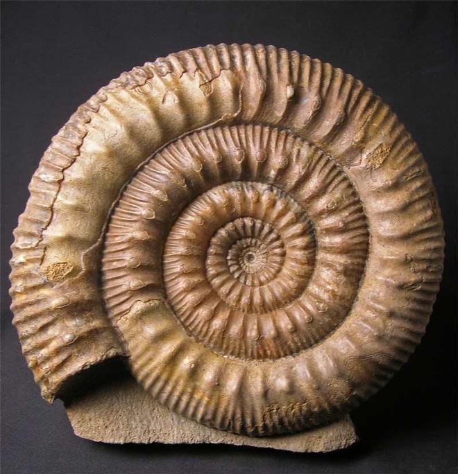 UK fossils including British ammonites Fossils Direct
