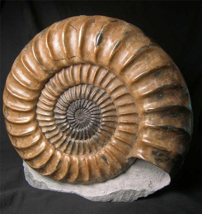 UK fossils including British ammonites Fossils Direct
