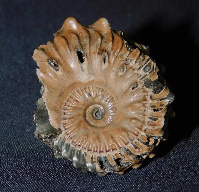 UK fossils including British ammonites Fossils Direct
