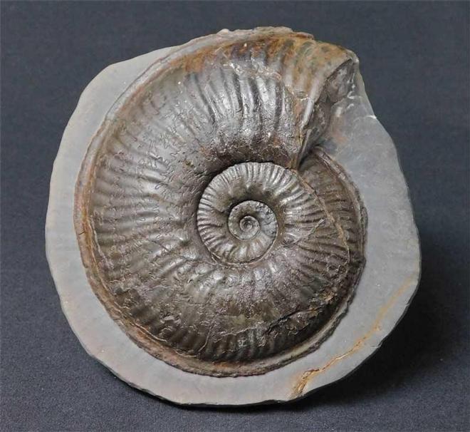 UK fossils including British ammonites Fossils Direct