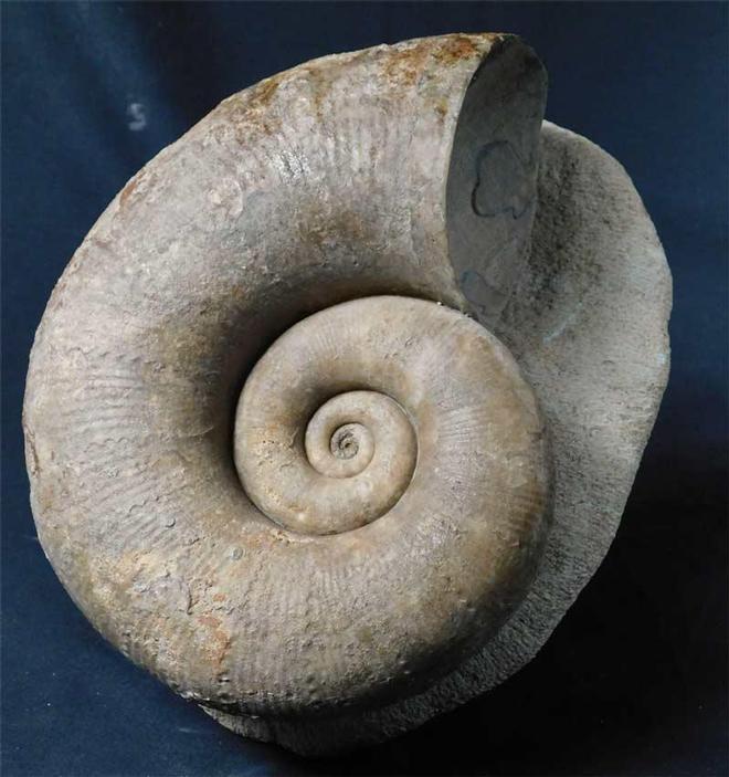 UK fossils including British ammonites Fossils Direct