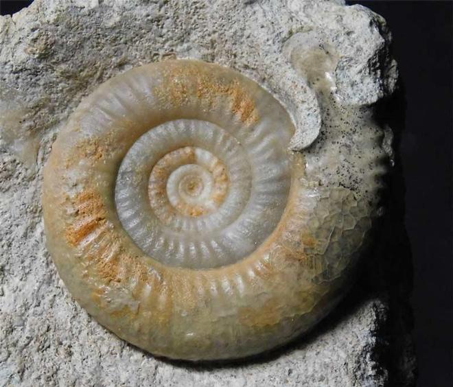 UK fossils including British ammonites Fossils Direct