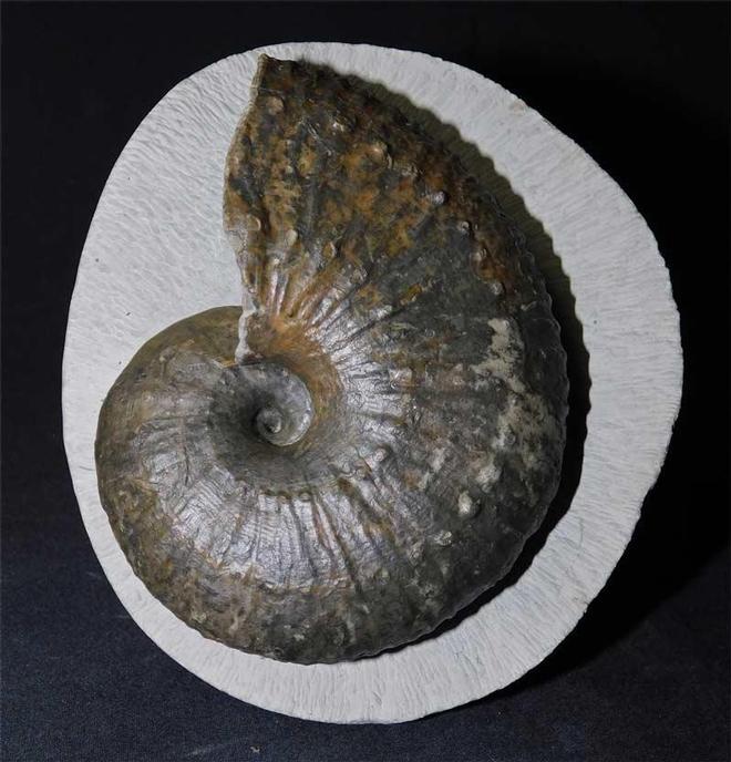 UK fossils including British ammonites Fossils Direct