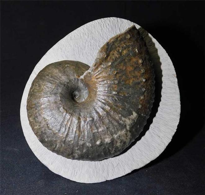 UK fossils including British ammonites Fossils Direct