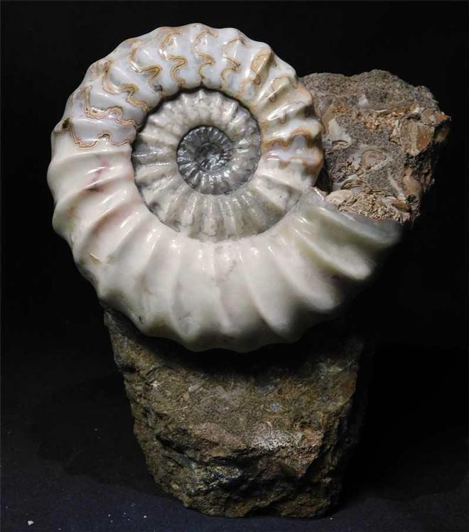 UK fossils including British ammonites Fossils Direct