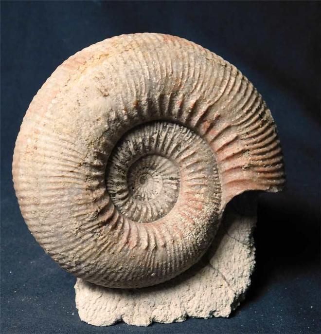 UK fossils including British ammonites Fossils Direct