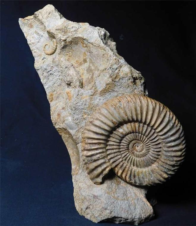UK fossils including British ammonites Fossils Direct