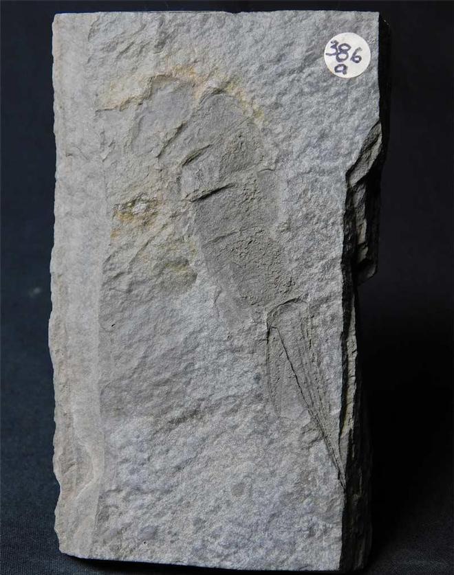 Click to enlarge