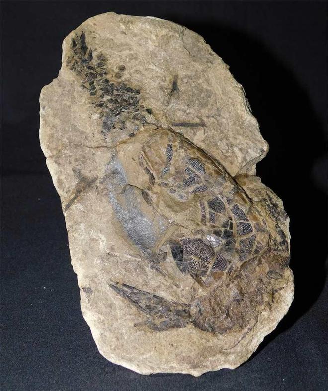 UK fossils including British ammonites Fossils Direct