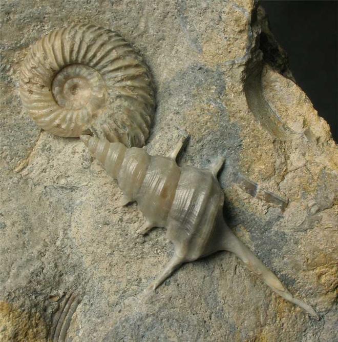 UK fossils including British ammonites Fossils Direct