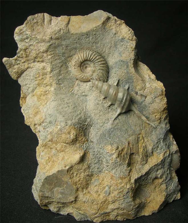 UK fossils including British ammonites Fossils Direct