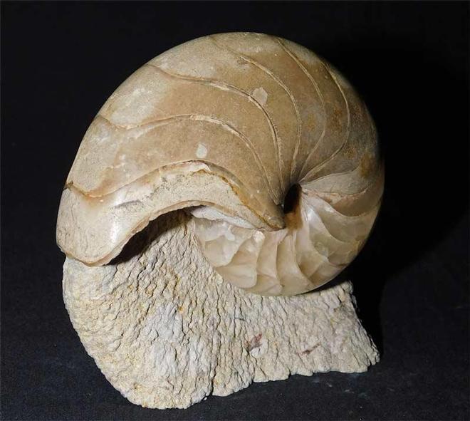 UK fossils including British ammonites Fossils Direct