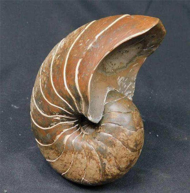UK fossils including British ammonites Fossils Direct