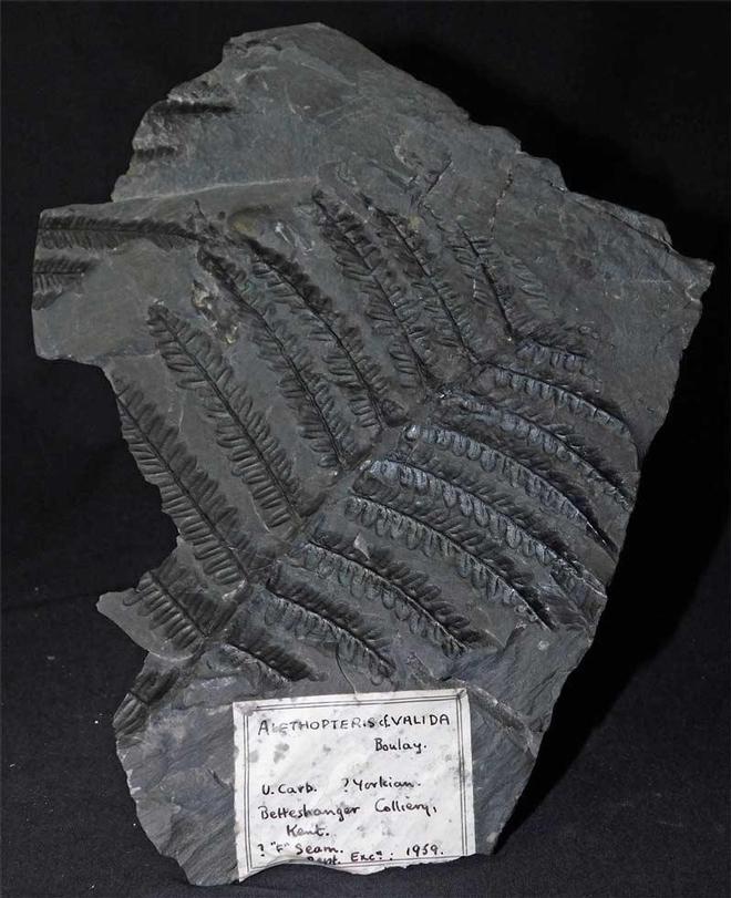 UK fossils including British ammonites Fossils Direct