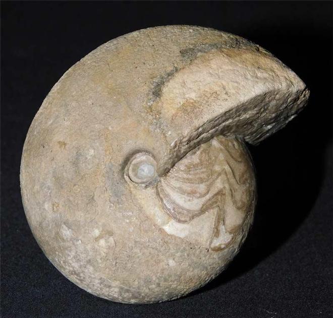 UK fossils including British ammonites Fossils Direct