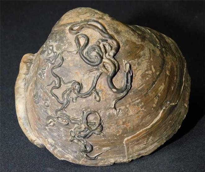 UK fossils including British ammonites Fossils Direct