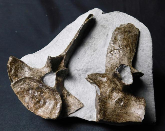 UK fossils including British ammonites - Fossils Direct