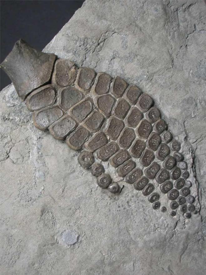 UK fossils including British ammonites Fossils Direct