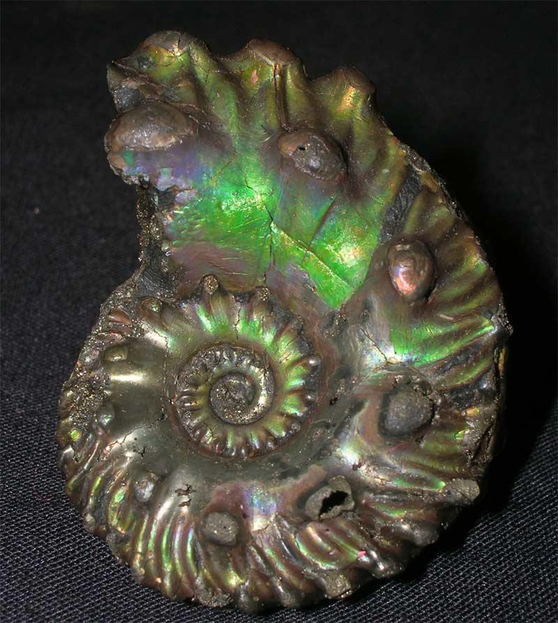 UK fossils including British ammonites Fossils Direct
