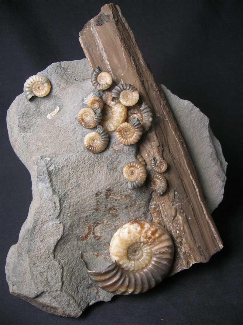 UK fossils including British ammonites Fossils Direct